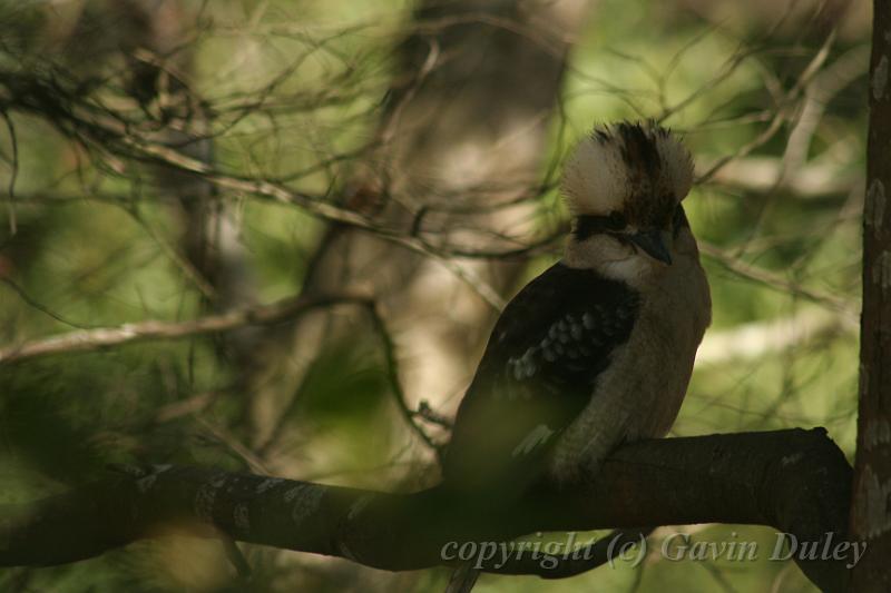 Kookaburra, Tindale Gardens IMG_6904.JPG